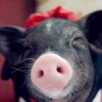 小猪娱乐吃瓜直播间视频